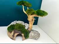 Piękna Aranżacja Kompozycja Do Akwarium Drzewko Bonsai z Grotą