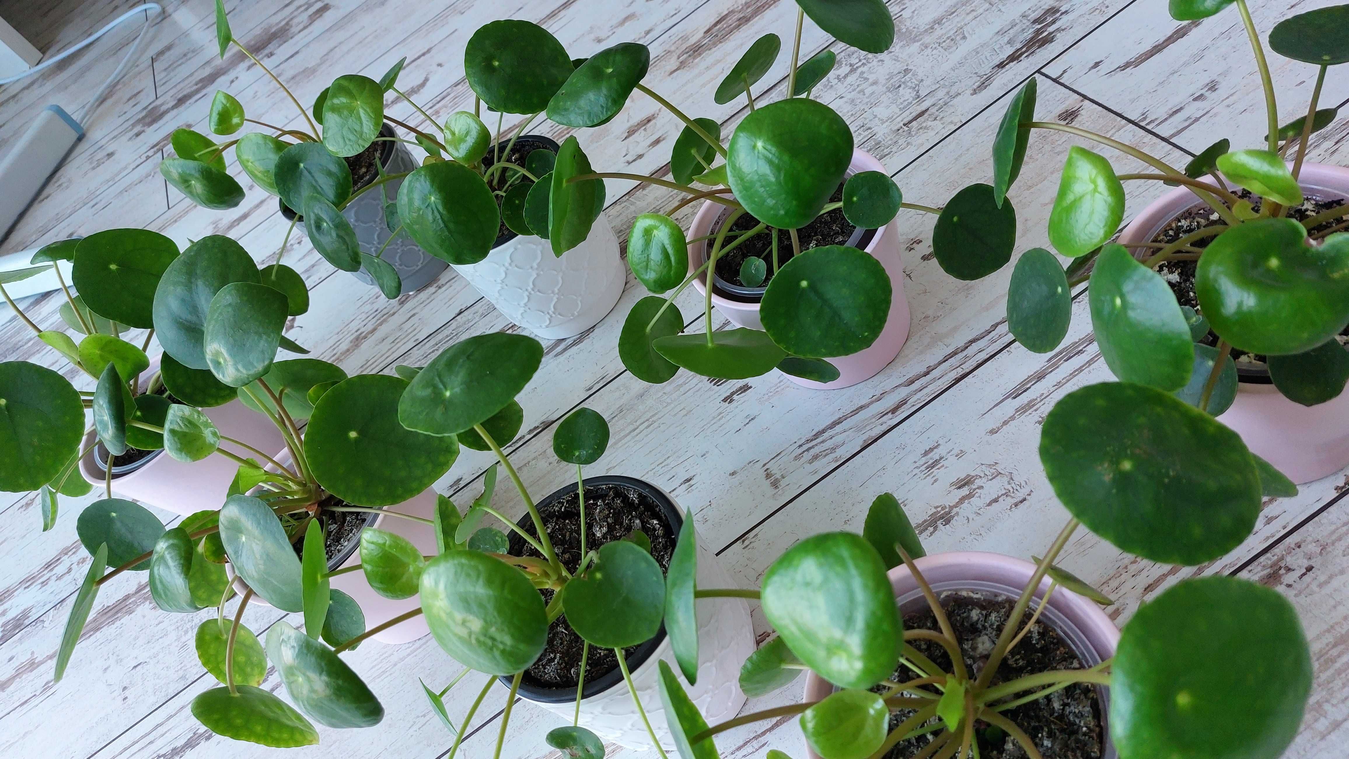 Pieniążek (Pilea peperomiowaty/ Pilea peperomioides) PROMOCJA!