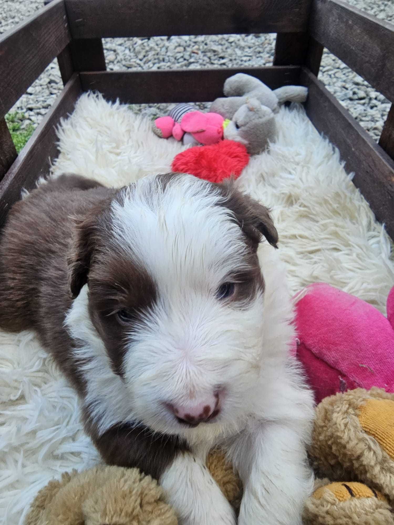 Border collie szczeniak czekoladowo biały z rodowodem