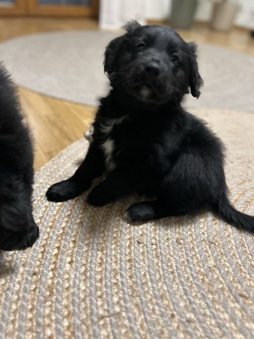 COLTRIEVER-Golden Retriever+Border Collie Jedyne w Polsce Suczka