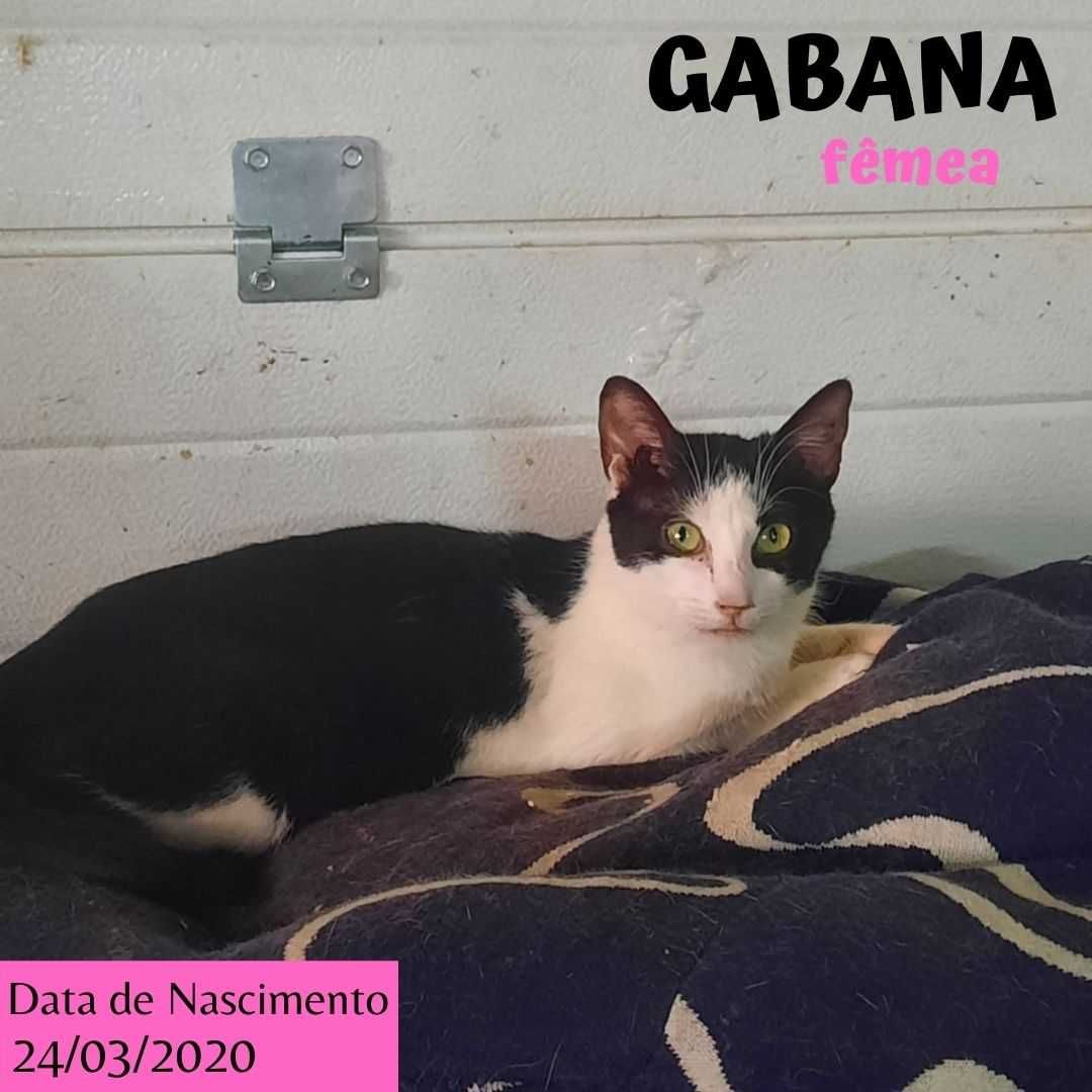 Gata Para Adoção (Gabana)