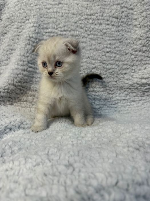 Kocurek kot szkocki zwislouchy fold pregowany wishkas gotowy do odbior