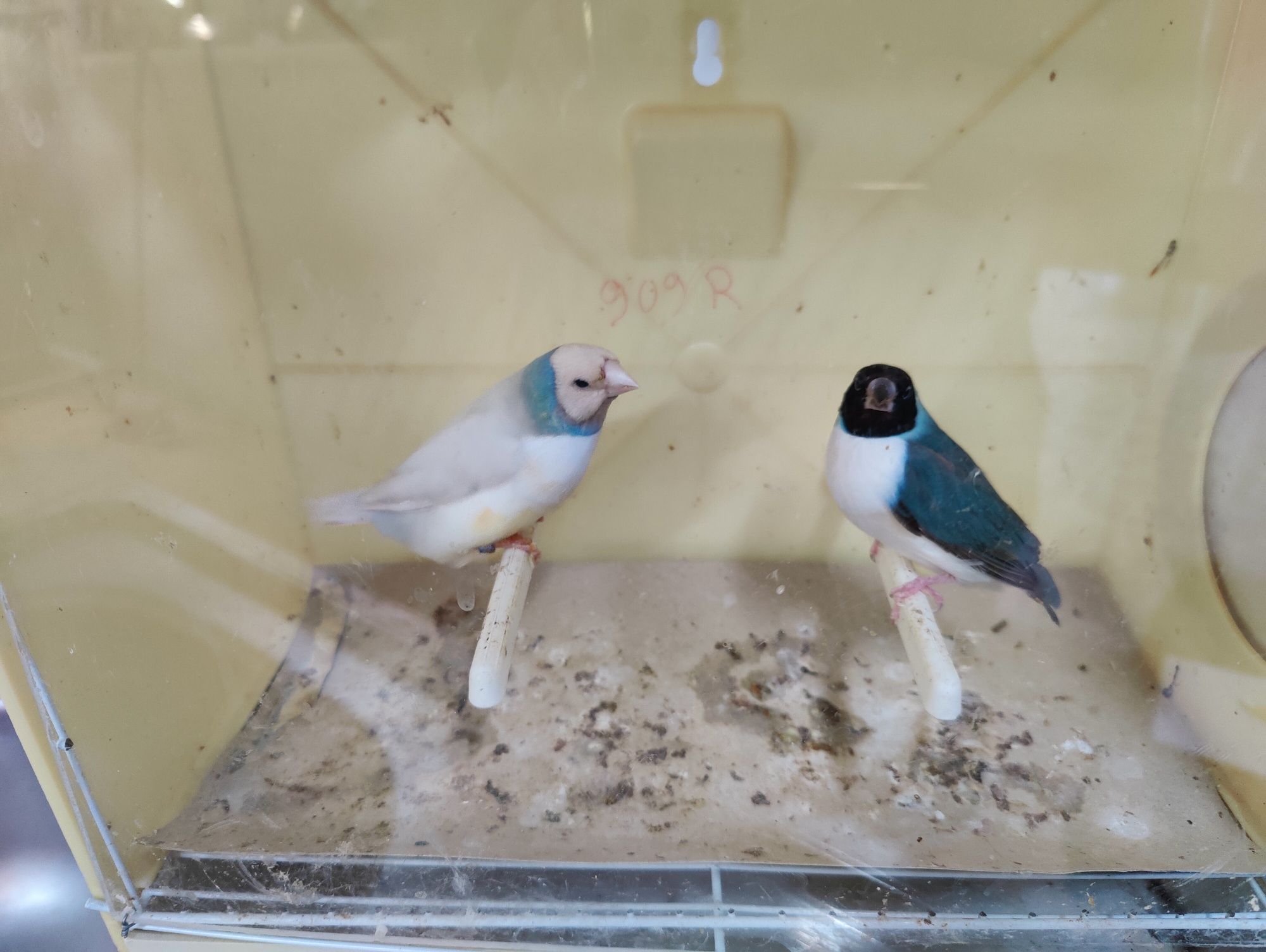Diamantes gould venda