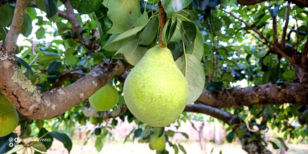 Frutas biológicas