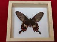 Motyl w ramce 12x12 cm Atrophaneura aristolochiae .