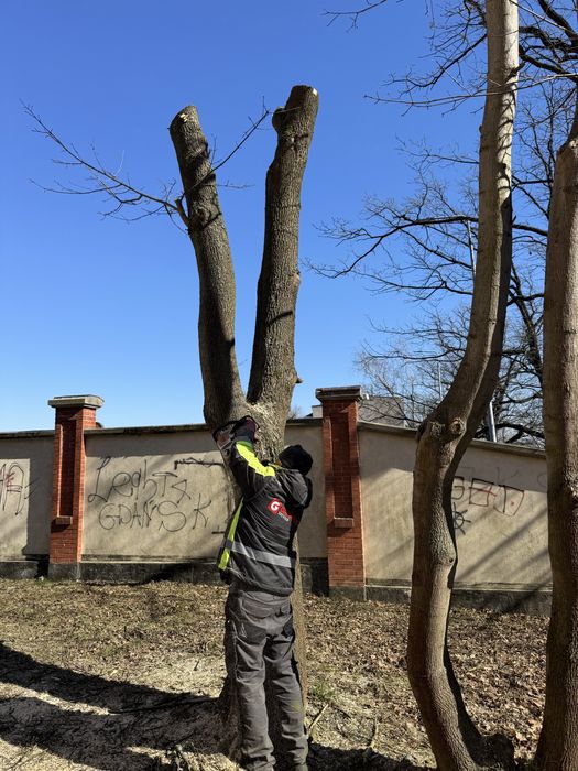Wycinka i Przycinanie Drzew / Tui z podnośnika koszowego - Pruszcz Gd.