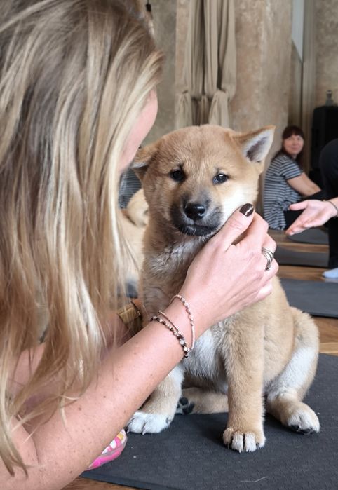 Shiba inu śliczne pieski i suczki ZKwP/FCI