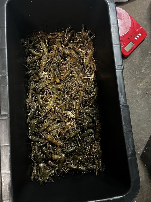 Продам живые раки