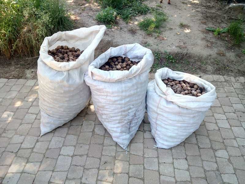 5kg orzechów włoskich tegorocznych zbiór 2025 świeże WYSYŁKA