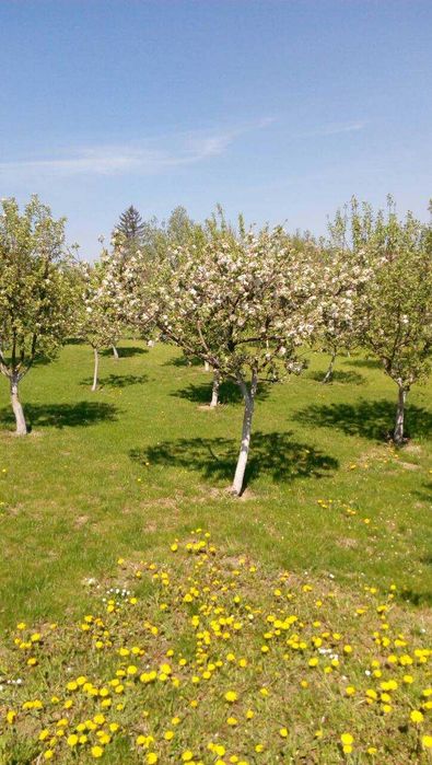 Продам будинок. Розташований в с.Тисовець 9 км від м.Чернівці