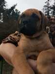Bullmastiff - zapowiedź szczeniąt