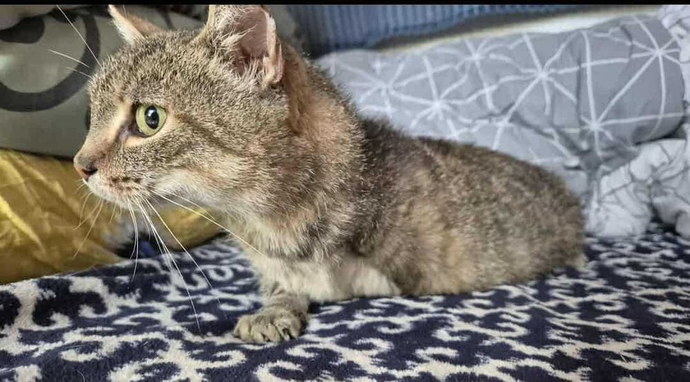 Trinity - koteczka do adopcji