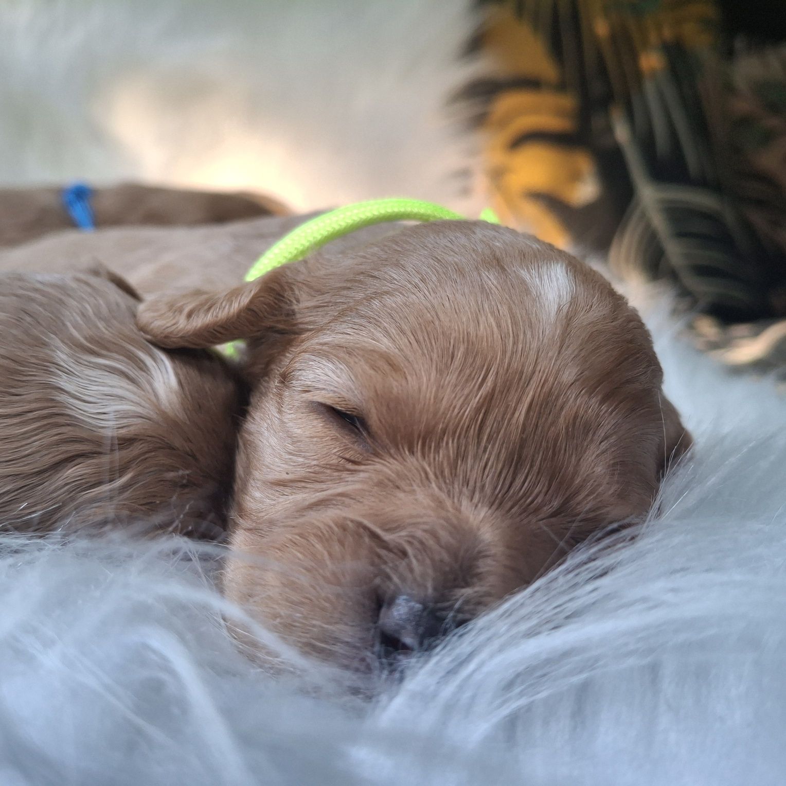 Cavapoo F1 piesek