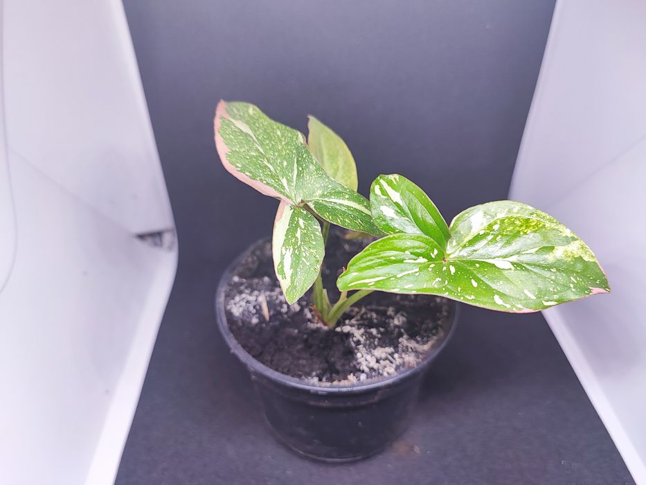 Syngonium Red Spot Tricolor rosnąca