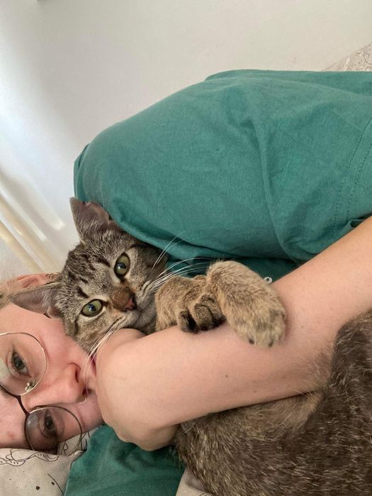 Przepiękne miłe młode kotki do adopcji przytulaste za darmo zdrowe