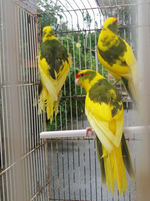 Kakarikis 2025 (malhados)