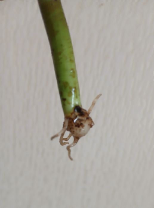 Розпродаж квітів! Заміокулькас  чорний  Равен  Доларове дерево