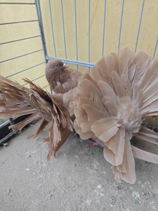 Pawiki żółte para