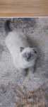 Kot brytyjski ( Scottish fold) w kolorze point
