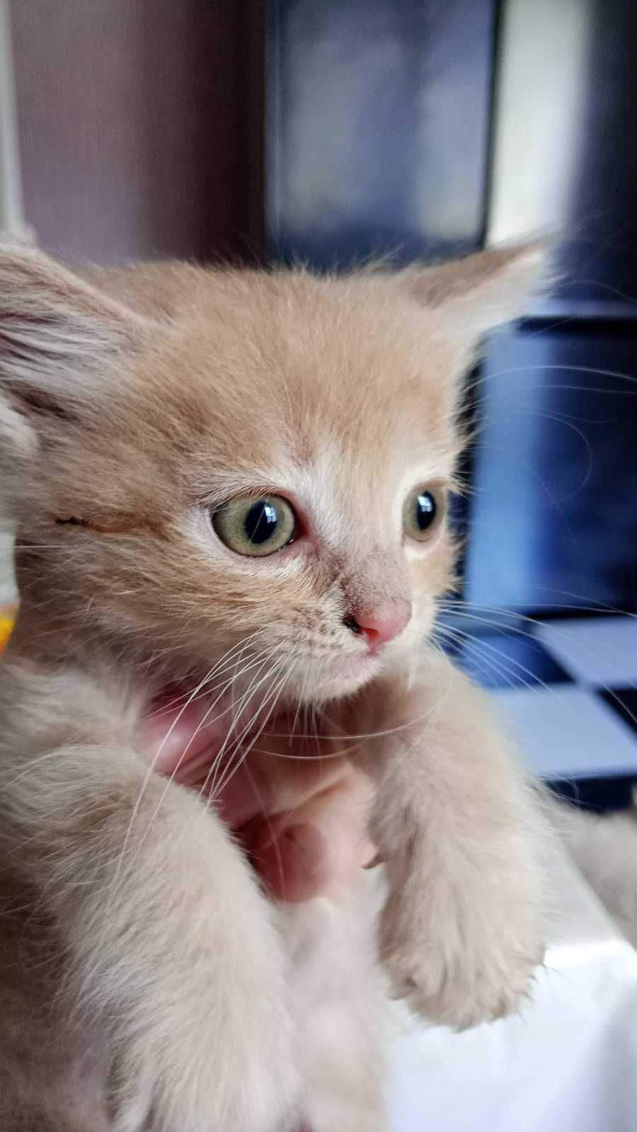 Котики            .