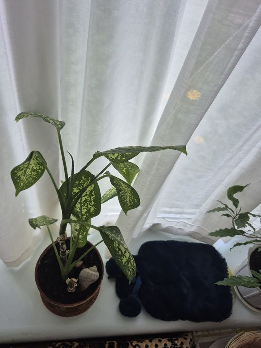 Диффенбахия 59см с горшком