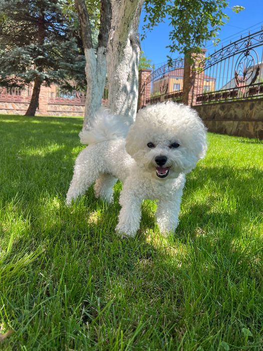 Бішон фрізе, вязка, Львів