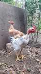 Casal galo galinha (frangos do campo)