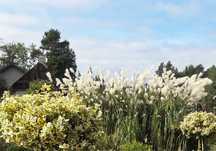Trawy ozdobne :Memory,Gigant