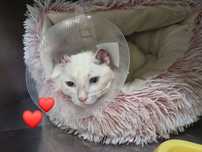 Gatinha tímida ADOÇÃO ESPECIAL