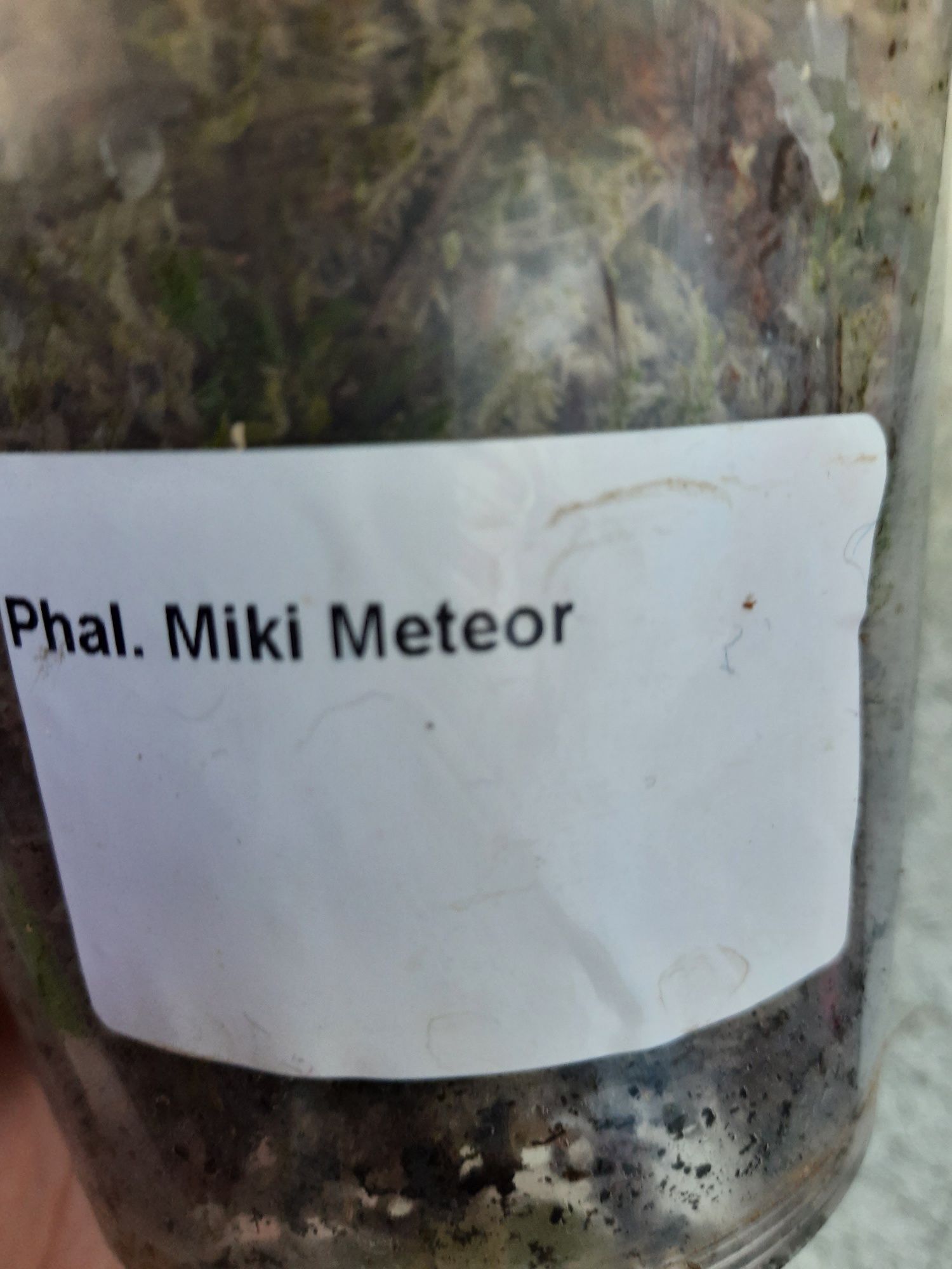 Phal. Miki Meteor 121 big lip мікі метеор