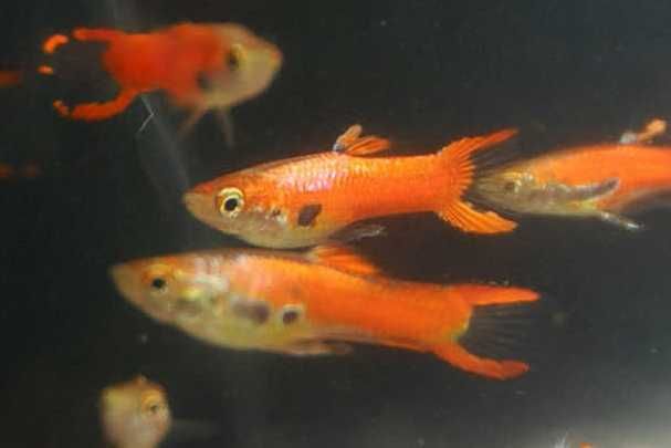 Echinodorus Ozelot / Reni - plantas aquário fáceis - Guppies Endler