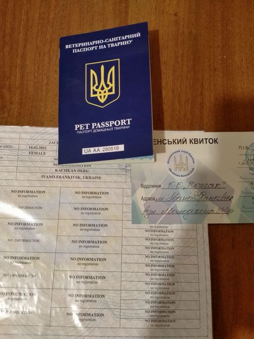 Продаю собачок джек расел