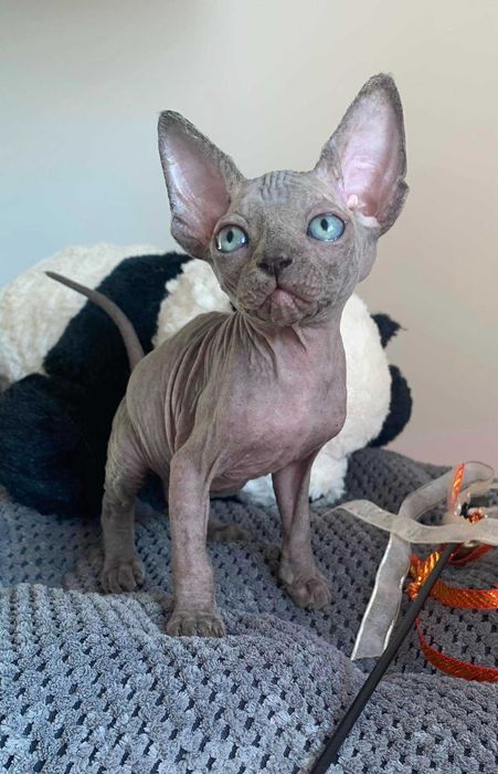 Мимишная девочка окрас голубой.