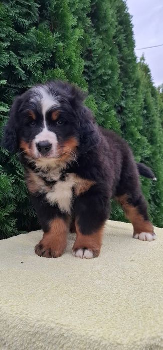 Cachorro Boieiro de Berna (Bouvier Bernois) c/ LOP