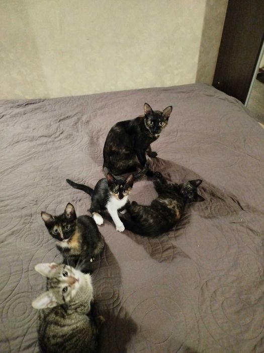 Круті котики для гарних людей