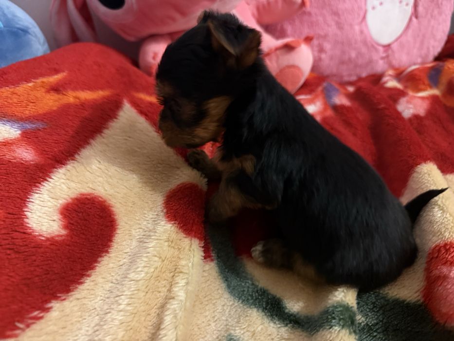 Sprzedam pieska rasy York