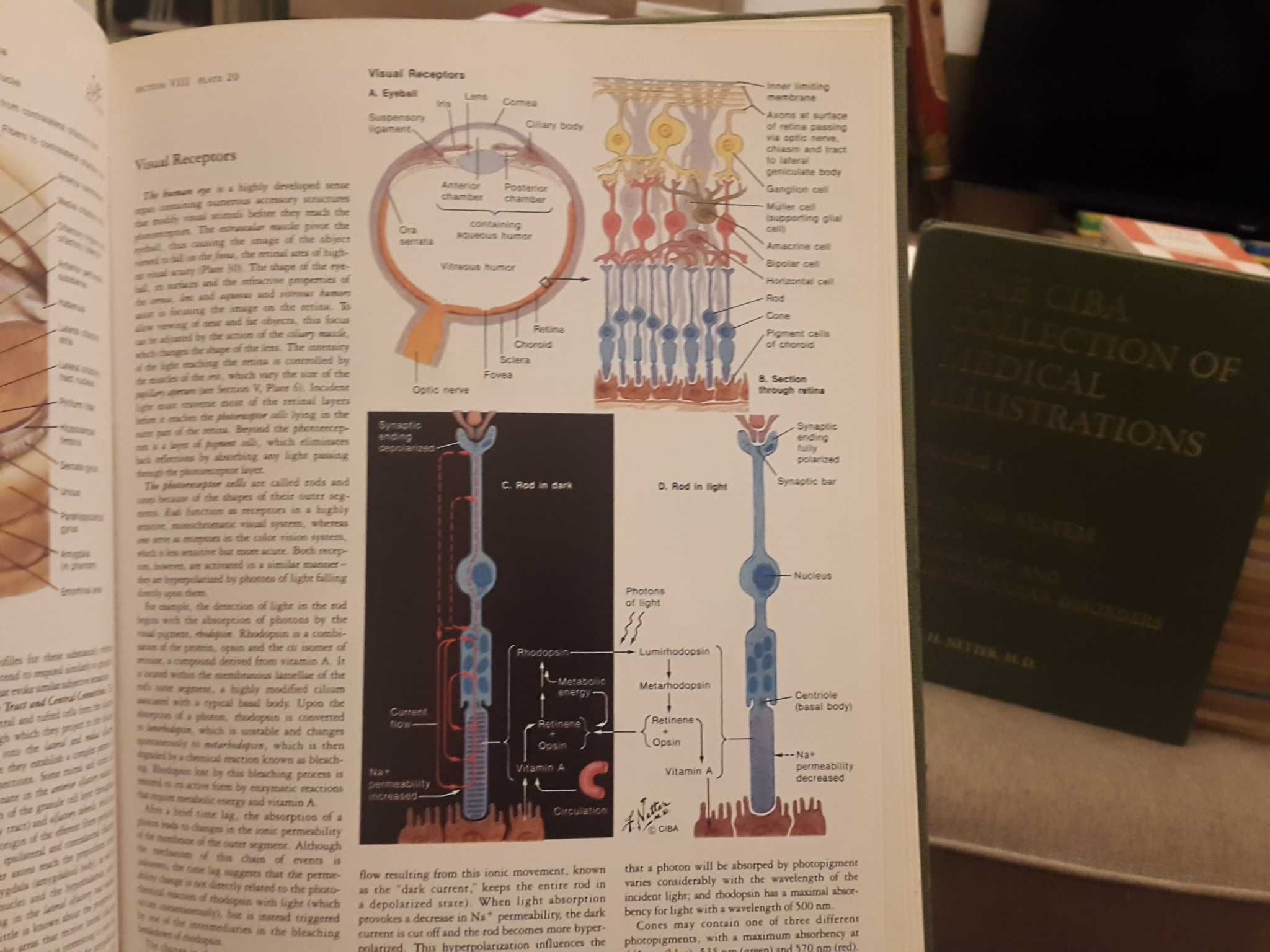 The Ciba Collection of Medical Illustration - 1. Nervous System