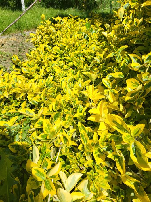 Бересклет многолітній саженці