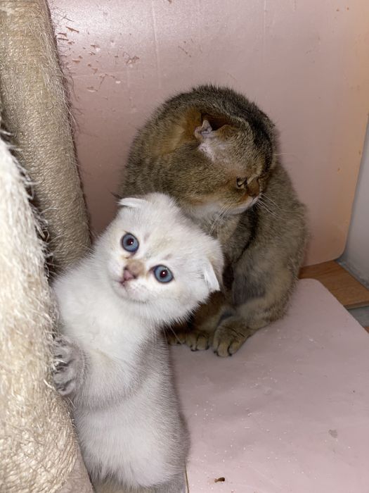 Золота шиншила, голубое золото