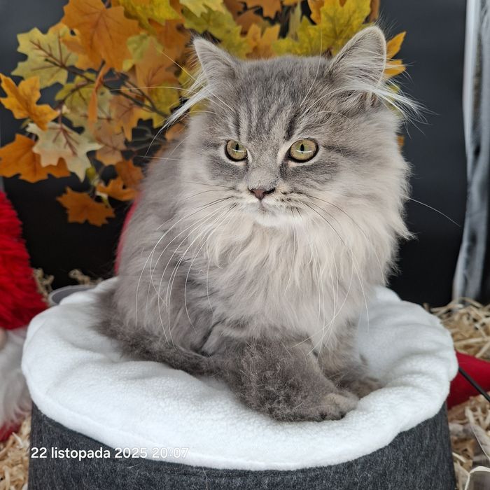 Okazja Cenowa Kot Brytyjski Długowłosy Wyprawka Rodowód B