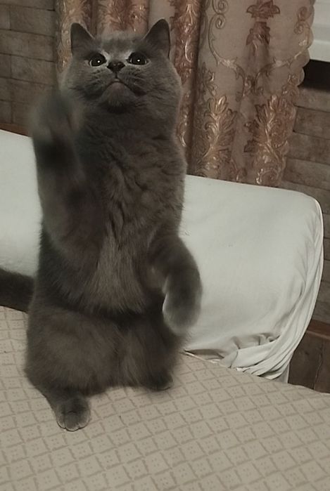 Шотландська дівчинка з прививками і документами