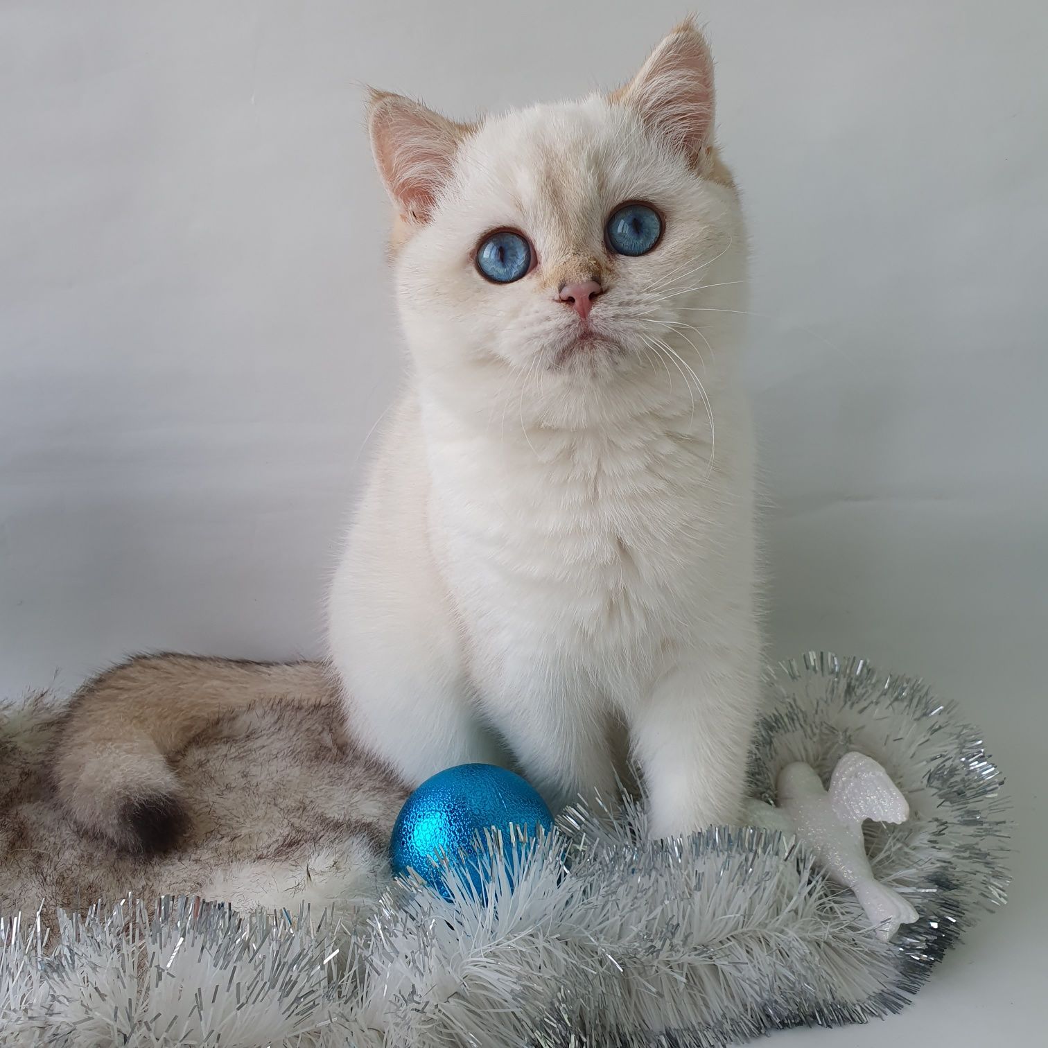Британский котик плюшка с голубыми глазами. Котик с документами. Киев