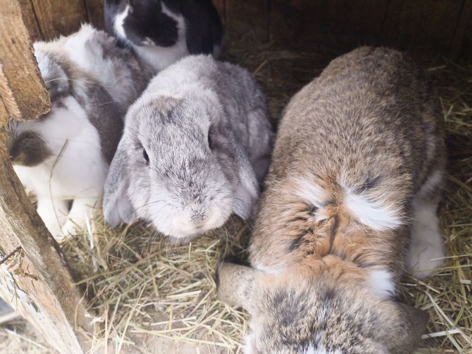 Króliki na sprzedaż