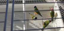 Dois casais diamante gould para çeder