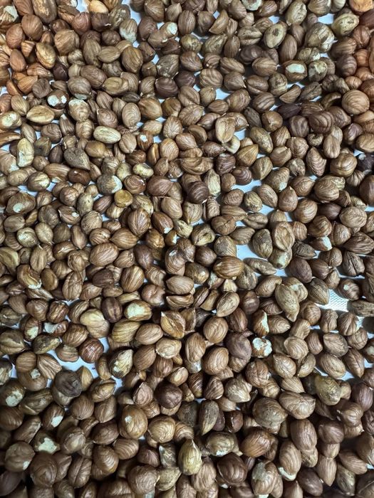 Продаж очищеного фундуку ОПТОМ