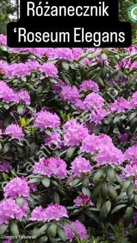 Różanecznik rhododendron rododendron fioletowy duzy 50-90 cm 2 rodzaje