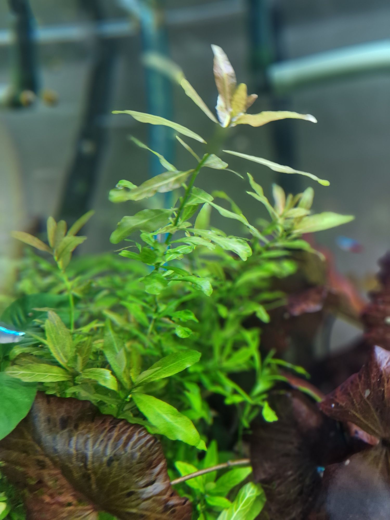 Hygrophila Nadwódka własna hodowla