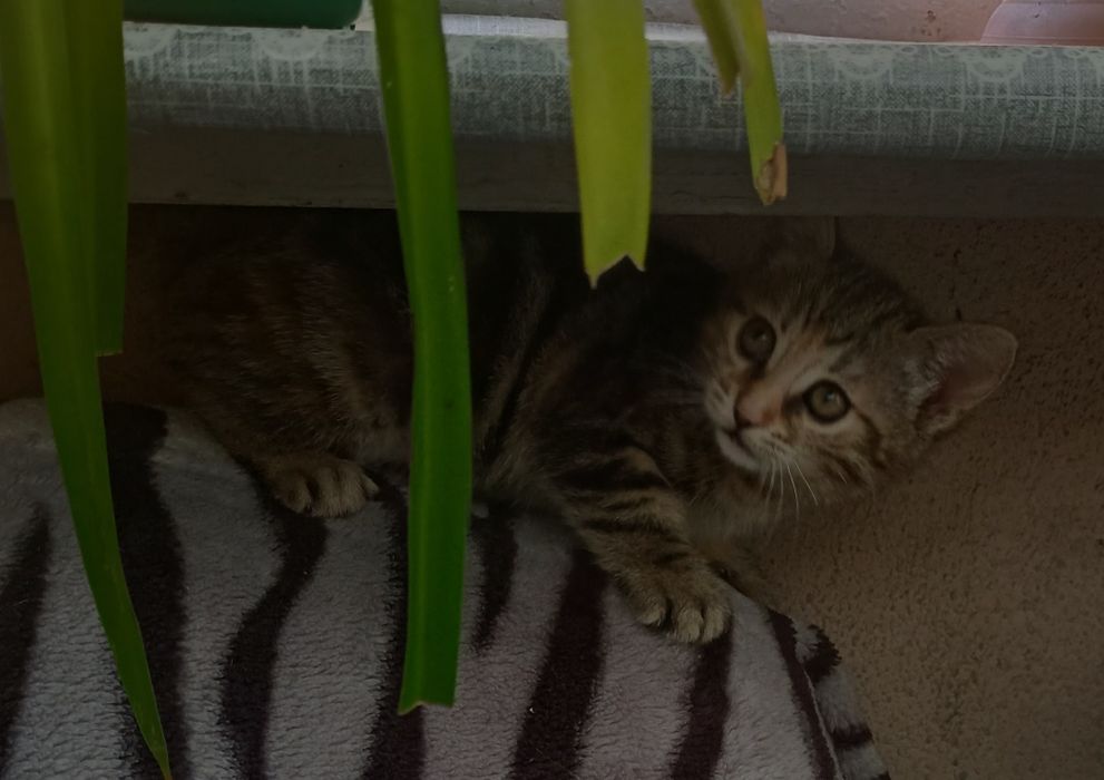 Подарю мышеловку!