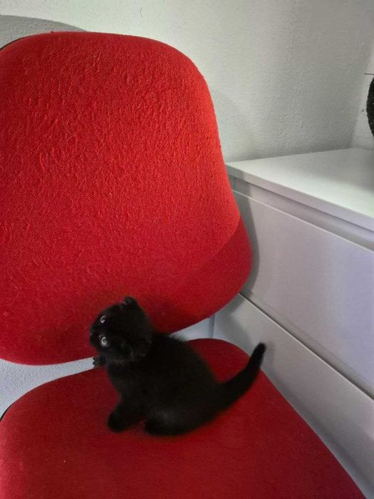 Gatinho Scotish Fold