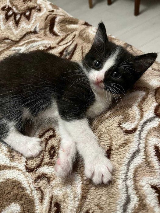 Віддам у добрі руки кошенят, кіт, Кот, котик